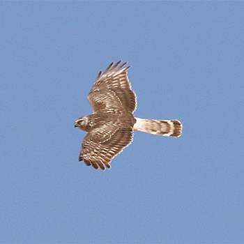 Hen Harrier