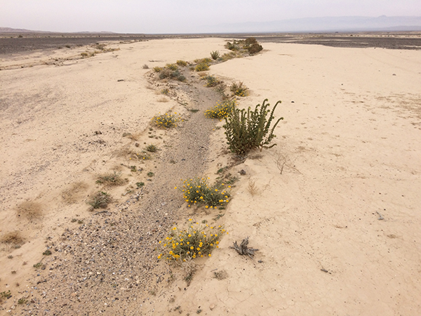 Hiyyon Plains