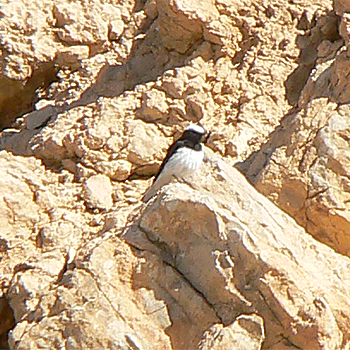 Hooded Wheatear
