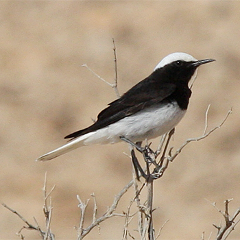 Hooded Wheatear