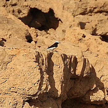 Hooded Wheatear