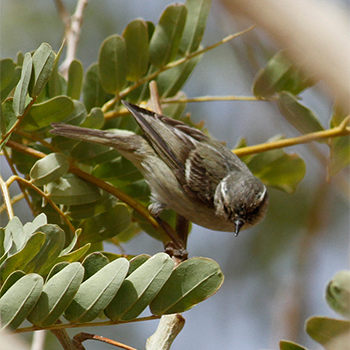 Hume's Warbler