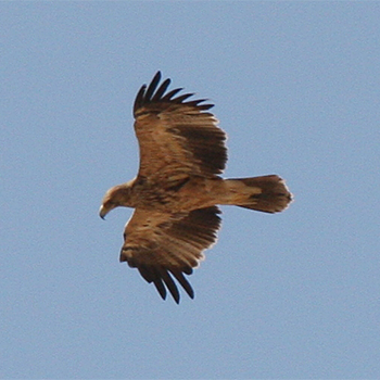 Imperial Eagle