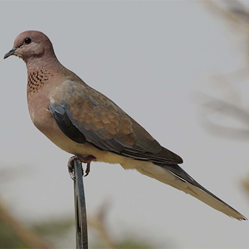 Laughing Dove