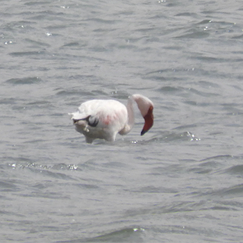 Lesser Flamingo
