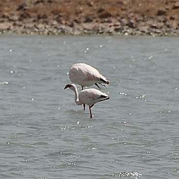 Lesser Flamingo