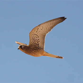 Lesser Kestrel