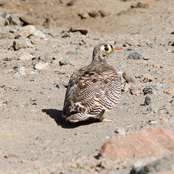 Lichtenstein's Sandgrouse