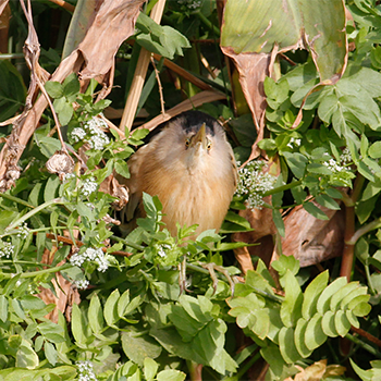 Little Bittern