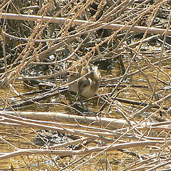 Little Crake