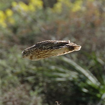 Little Owl