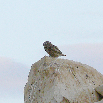 Little Owl (<em>lilith</em>)