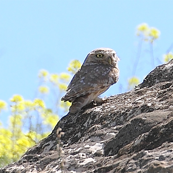 Little Owl
