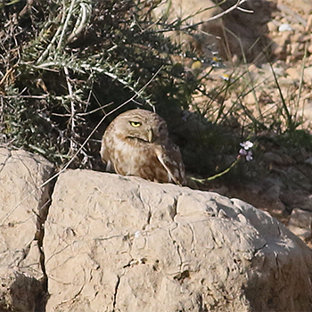 Little Owl