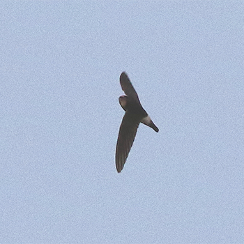Little Swift