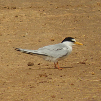 Little Tern