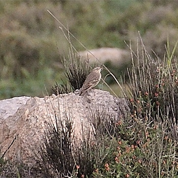 Long-billed Pipit