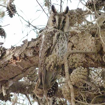 Long-eared Owl