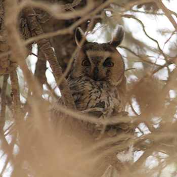 Long-eared Owl