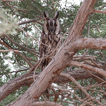 Long-eared Owl