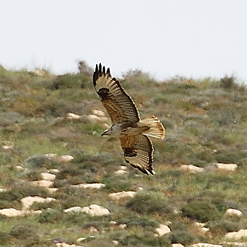 Long-legged Buzzard