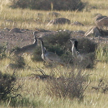 Macqueen's Bustards