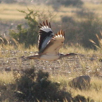 Macqueen's Bustard