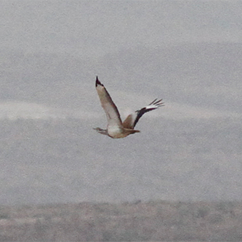 Macqueen's Bustard