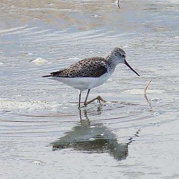 Marsh Sandpiper