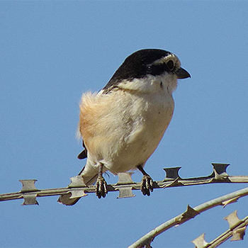 Masked Shrike