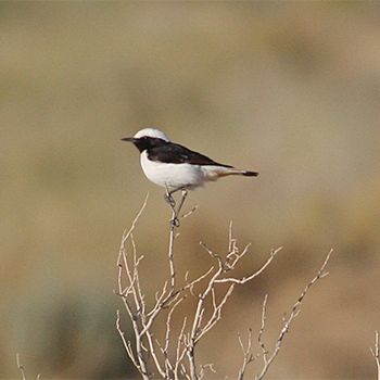 Mourning Wheatear