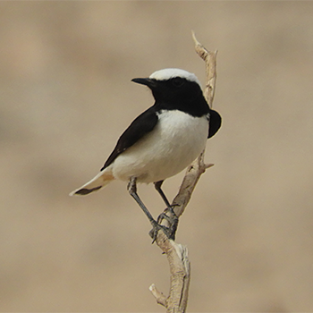 Mourning Wheatear