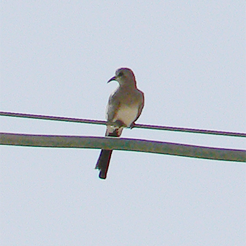 Namaqua Dove