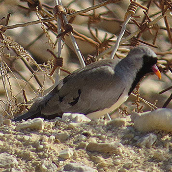 Namaqua Dove