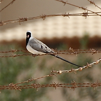 Namaqua Dove