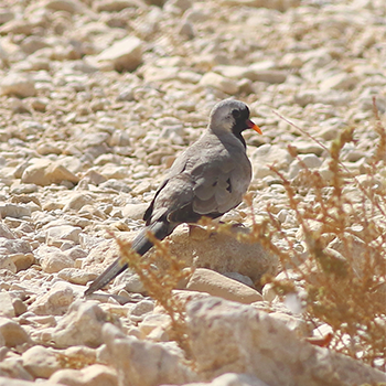 Namaqua Dove