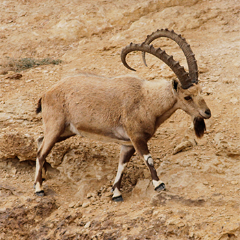 Nubian Ibex