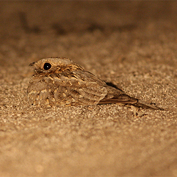Nubian Nightjar