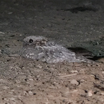 Nubian Nightjar