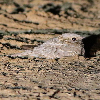 Nubian Nightjar