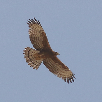 First-summer adult Oriental Honey-buzzard