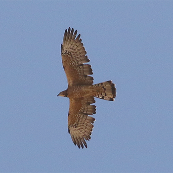 Adult female Oriental Honey-buzzard