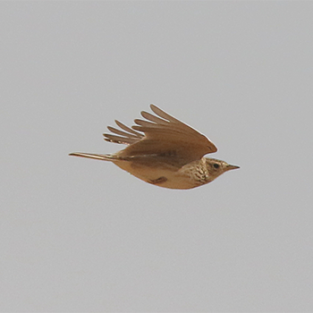 Oriental Skylark