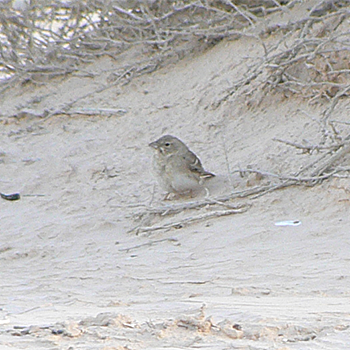 Pale Rockfinch