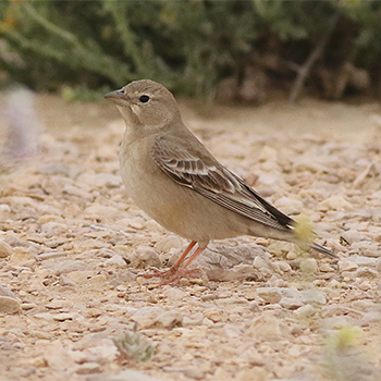Pale Rockfinch