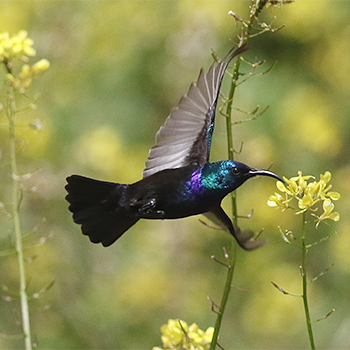 Palestine Sunbird