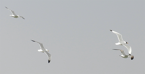 Pallas's and 'Steppe' Lesser Black-backed Gulls