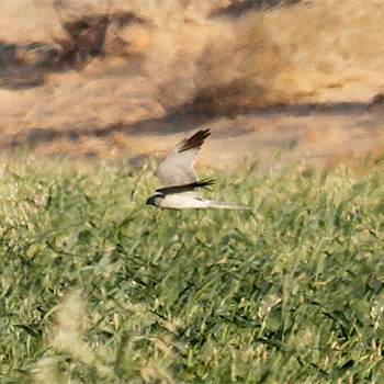 Pallid Harrier