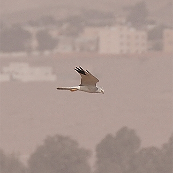 Pallid Harrier