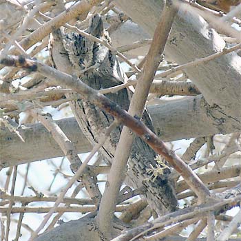Pallid Scops-owl